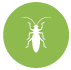 Termites