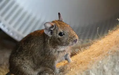 Specialized Pest Control